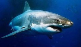 网红博主吃瓜鲨鱼图片,惊险瞬间引网友热议！