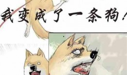 娱乐圈猫猫吃瓜小说,猫猫吃瓜，揭秘明星背后的秘密