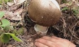 娱乐吃瓜酱野生字幕菌,揭秘幕后花絮，带你领略影视圈真实一面