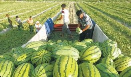 网红旅游吃瓜走红图片,揭秘美食背后的故事