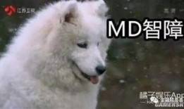 瓜太狼吃瓜网,揭秘娱乐圈幕后真相，带你领略网络舆论风云