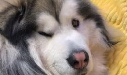 娱乐吃瓜酱柯基,柯基萌宠“娱乐吃瓜酱”的趣味生活大盘点