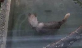 官狼吃瓜网,揭秘娱乐圈幕后真相，带你领略明星生活百态