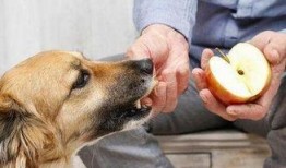 娱乐吃瓜菌狗狗视频大全,趣味视频大全集锦