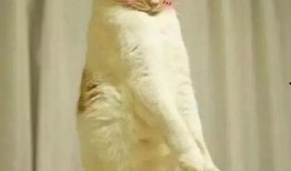 娱乐圈猫猫吃瓜小说,猫猫吃瓜，揭秘明星背后的秘密