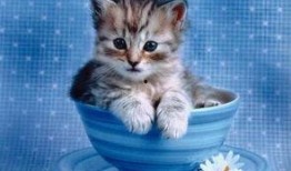 网红小猫吃瓜图片,萌态百出引网友热议