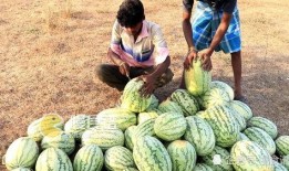 潮州网红吃瓜视频播放,揭秘潮州美食背后的故事