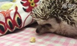 官狼吃瓜网,揭秘娱乐圈幕后真相，带你领略明星生活百态